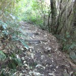 River bush track 2